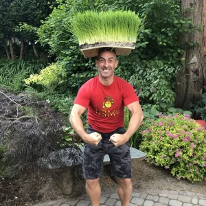 tim wheatgrass on head